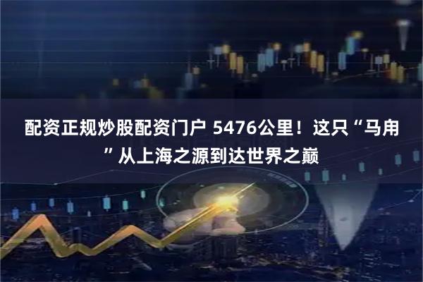 配资正规炒股配资门户 5476公里！这只“马甪”从上海之源到达世界之巅